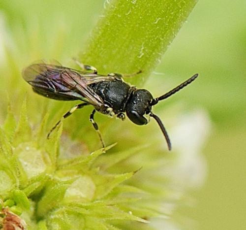 Réf. 272 410 : Hylaeus sp.